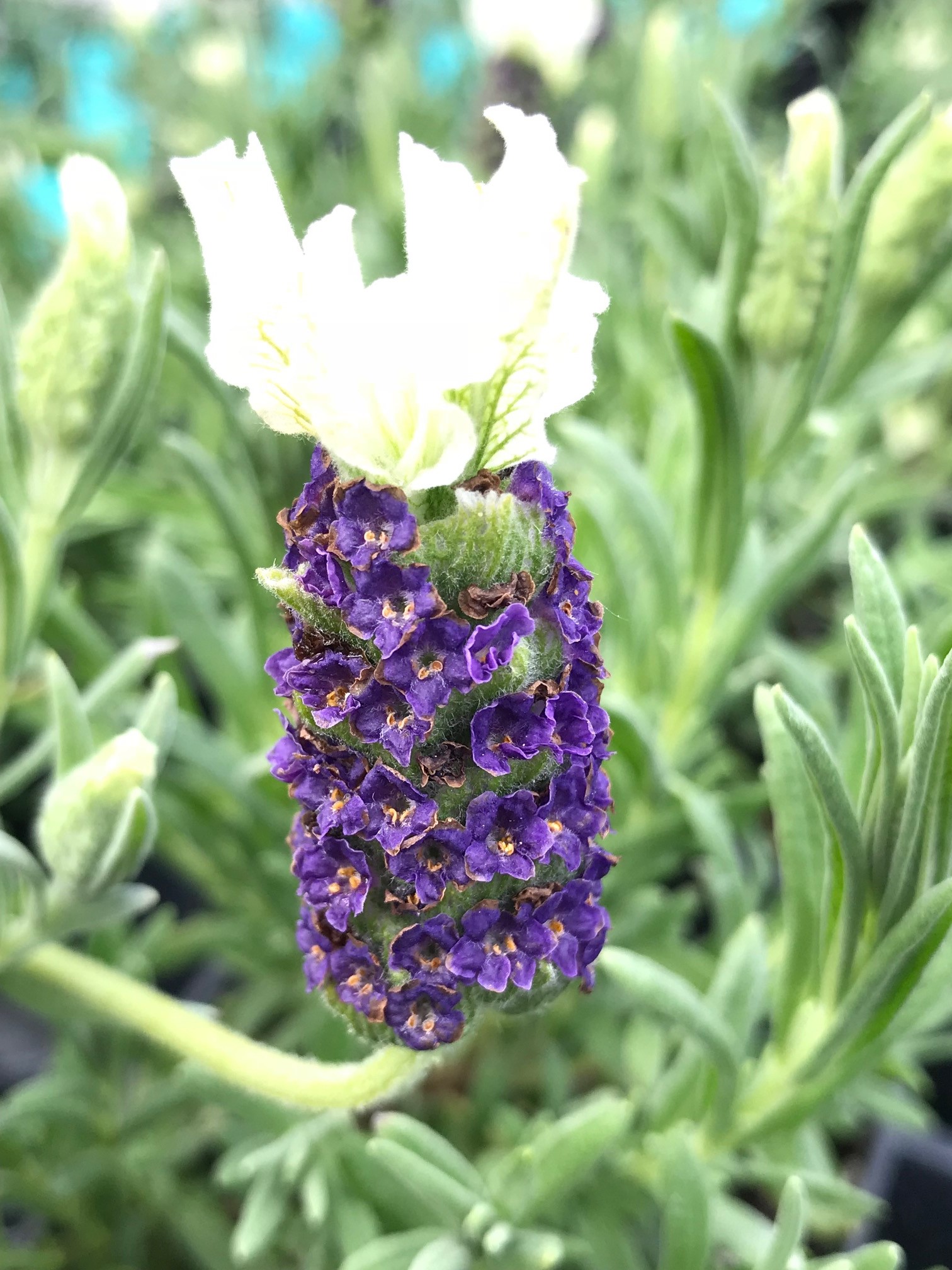 LAVANDULA stoechas White Anouk | emerisa gardens